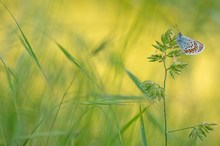 Unter einem Apfelbaum