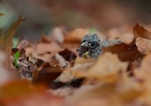 Versteckt im Herbstlaub beim Bucheckern-Knabbern