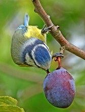 Blaumeise wie "groß"...