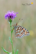 Mittlerer Perlmuttfalter (Fabriciana niobe)