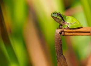 Laubfrosch in seinem Ambiente