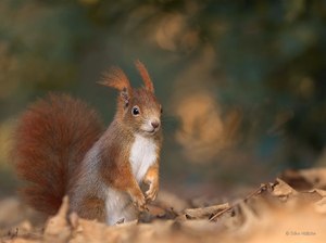 Herbsthörnchen