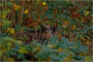 Wildschwein (Sus scrofa)