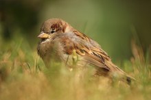 junger männlicher Haussperling