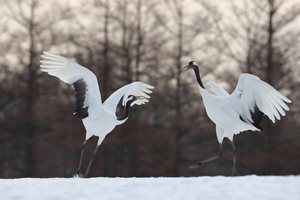 Tanz auf dem Schnee