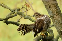 Sperber (Accipiter nisus)