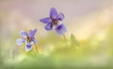 Veilchenblau gegen Novembergrau ...,