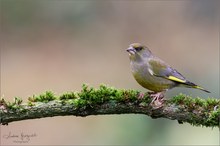 Greenfinch