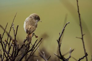 Wüstengrasmücke auf Helgoland2