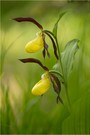 Frauenschuh (Cypripedium calceolus)