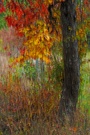 Herbstbaum ICM