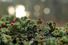 Cladonia