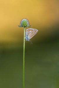 Hauhechelbläuling auf Skabiose