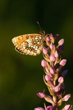 Schmetterling auf Händelwurz