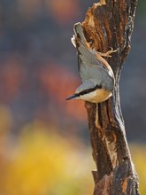 Kleiber im Herbst