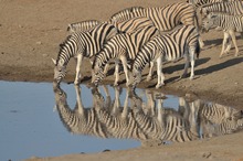 Steppenzebras