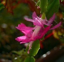 Lidcactus Schlumbergera - Zum Vergrößern bitte anklicken !