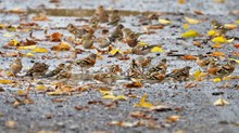 „Der Herbst ist bunt“