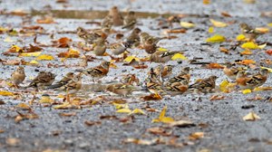 „Der Herbst ist bunt“