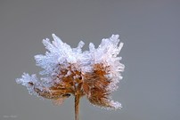 Blattlaus und Eiskristalle