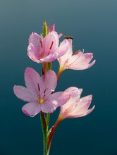 Sumpfgladiole ...