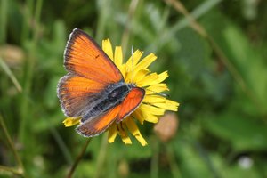 Lycaena hippothoe