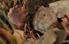 Versteckt im Herbstlaub