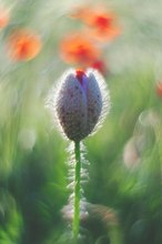 Advent, Advent, ein Lichtlein brennt