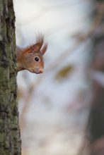 November im Wald 2