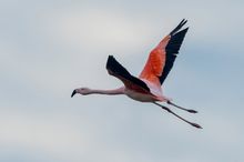 Chileflamingo