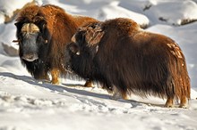 Eiskalt erwischt 2