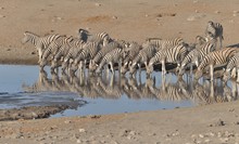 Steppenzebras (2)