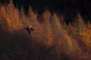 Die letzten Herbstfarben