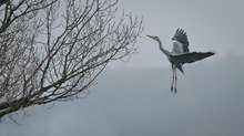 November ist grau. Der Reiher ist grau. Ein Graureiher. So einfach ist das.