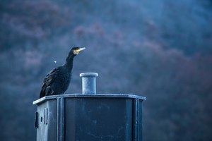 Komoran in blau