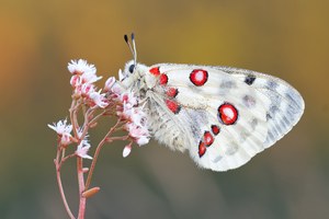 Sommer-Träume