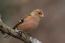 Buchfink- Männchen-