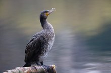 Kormoran im Portrait