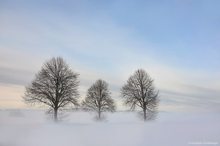 Bodennebel auf der Alb