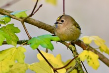 Wintergoldhähnchen