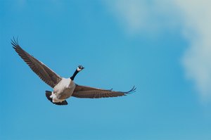 Canadagans im anflug