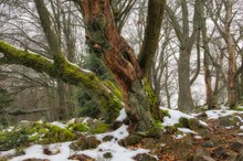 Winter im Wald