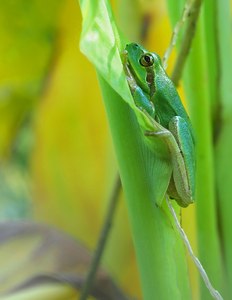 Laubfrosch in seinem Ambiente