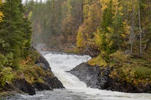 Herbst (Ruska) in Oulanka