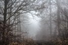 Im Nebelwald