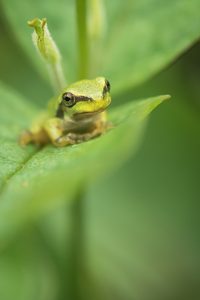 "Froschkönig"