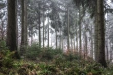 Nebel im Nadelwald