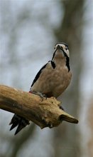 Das Weibchen