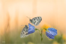 Schachbrettfalter auf der Glockenblume