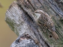 Kleiner Vogel ganz gross